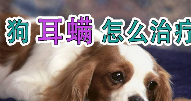 狗狗儒螨的治疗方法详解（从清洁到营养）