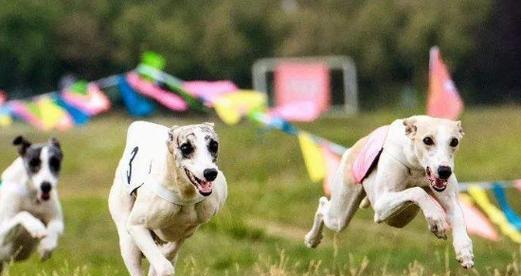 如何科学喂养小惠比特犬（全面掌握小惠比特犬喂养技巧）