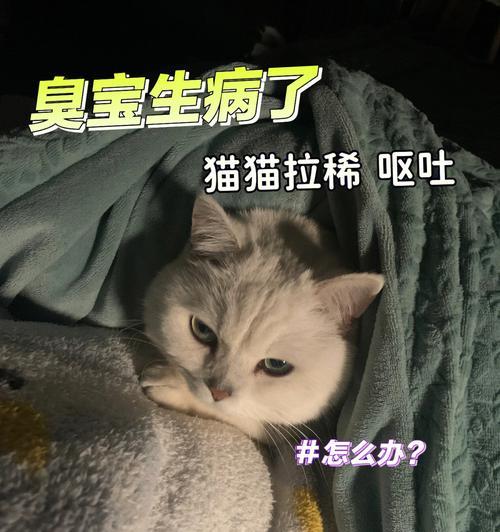 小猫的饮食习惯与消化能力剖析（一窥宠物猫的饮食秘密）