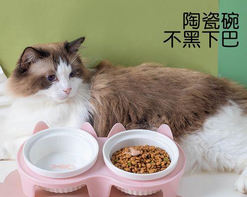 小猫手断了怎么办（宠物猫受伤应急救治指南）