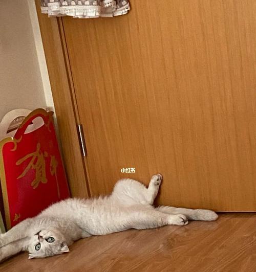 宠物小猫睡地板是否有问题（了解小猫睡眠需求与地板的影响）