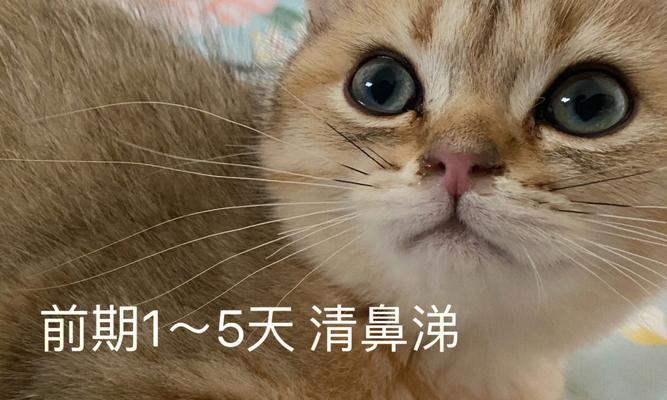 小猫感冒的症状、预防和治疗（如何保护您的宠物不受感冒影响）