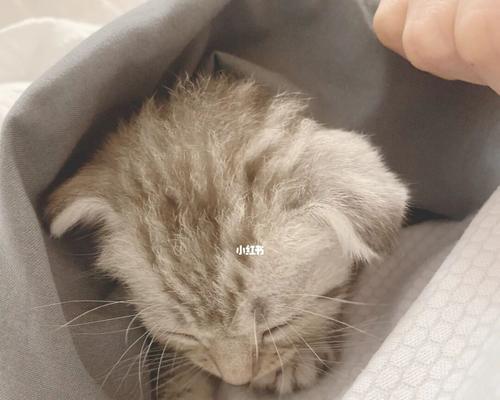 宠物猫必须接种疫苗（从小开始保护宠物猫健康）