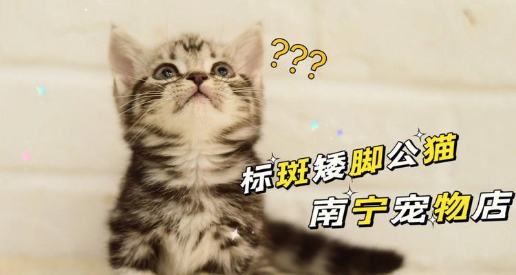 多大小猫长爪子的秘密（探秘宠物猫爪的奥秘）