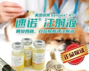 如何给猫咪正确使用消炎药（宠物健康关键）