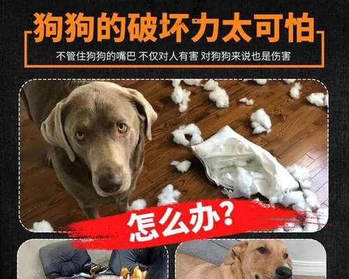 狗狗产后遗症，如何避免和治疗（宠物护理中的必修课）