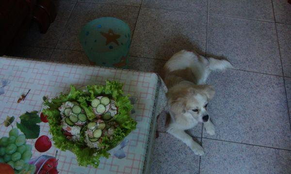 狗狗误食沙拉酱引发的健康危机（宠物饮食安全需引起关注）