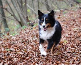 澳大利亚产的优秀宠物犬种（了解这些犬种）