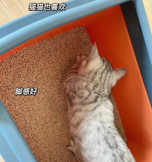 让宠物习惯猫砂盆生活的正确方式（从小开始）