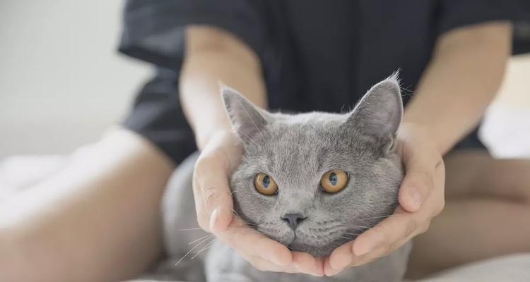 爱宠美容（掌握猫咪美容技能）