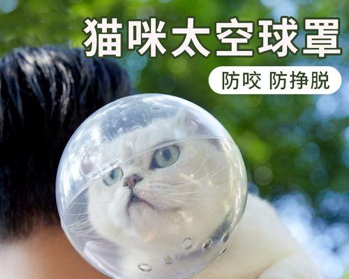 大猫为什么会舔小猫（宠物行为分析与解读）