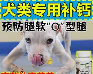 大型犬补钙选择指南（宠物健康保障）