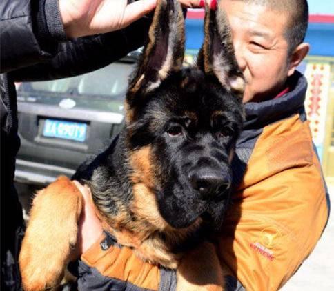 以德牧当警犬的优势与挑战（探究德牧作为警犬的训练与应用）