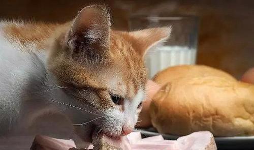 从小到大，如何让猫咪健康饮食（以宠物为主）