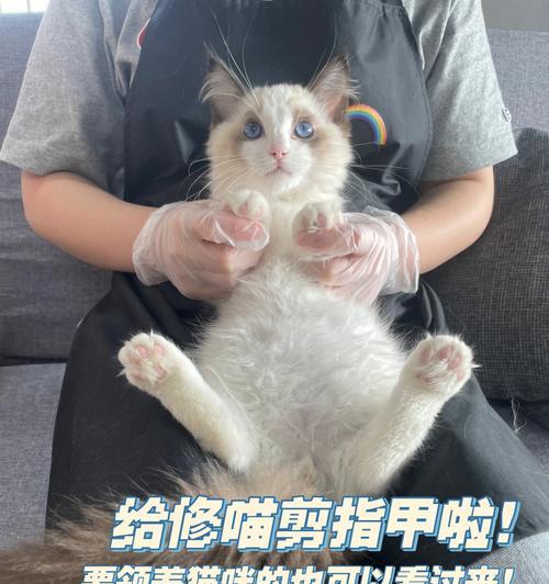 如何剪猫咪的指甲（安全便捷的猫咪指甲修剪技巧）