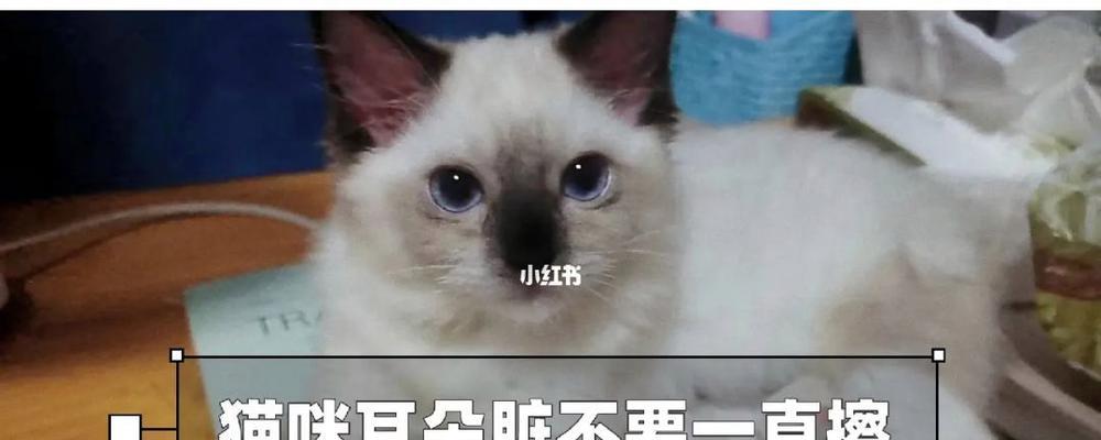 冰冷的猫咪脚耳朵（从脚耳朵温度看宠物身体健康）