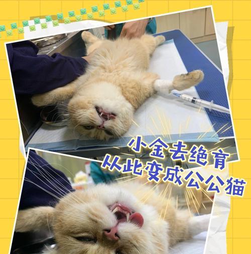 以猫咪绝育能吃药吗——宠物主人必读（绝育和药物的关系）