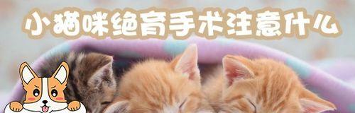 猫咪绝育对成长的影响（了解宠物绝育的重要性与注意事项）