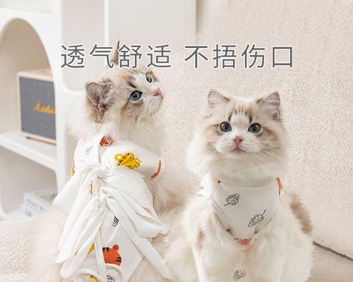 猫咪绝育后，如何让主人成为它的最爱（以爱宠为主的幸福生活）