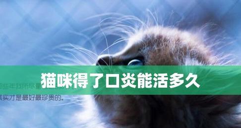 如何预防猫咪口炎（让宠物远离口腔问题）