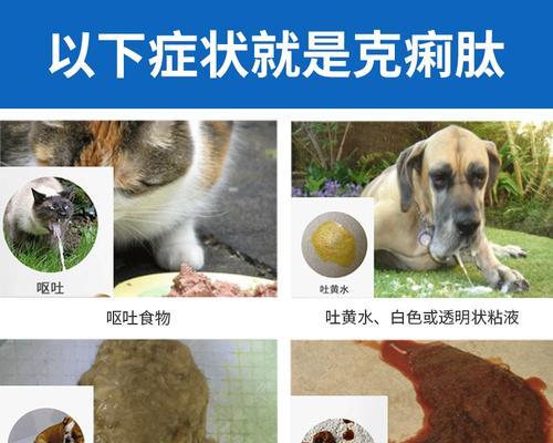 猫咪拉稀，如何帮助它恢复健康（探讨猫咪拉稀的原因和对策）