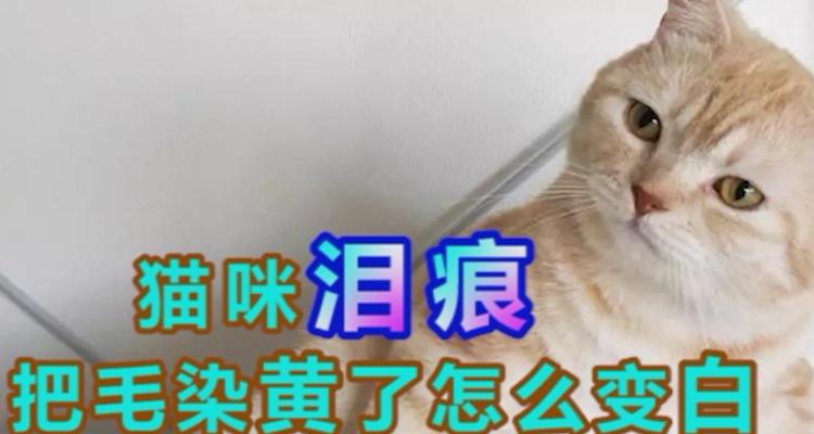 如何有效去除宠物猫咪泪痕（探究猫咪泪痕形成原因和治疗方法）