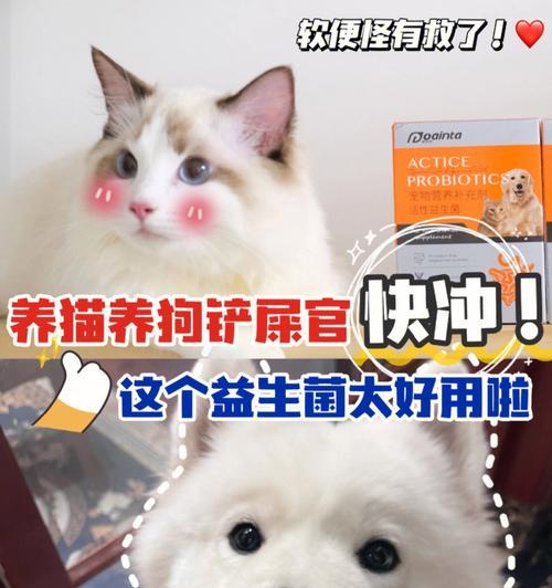 猫咪不拉屎怎么办（解决猫咪排便难题）