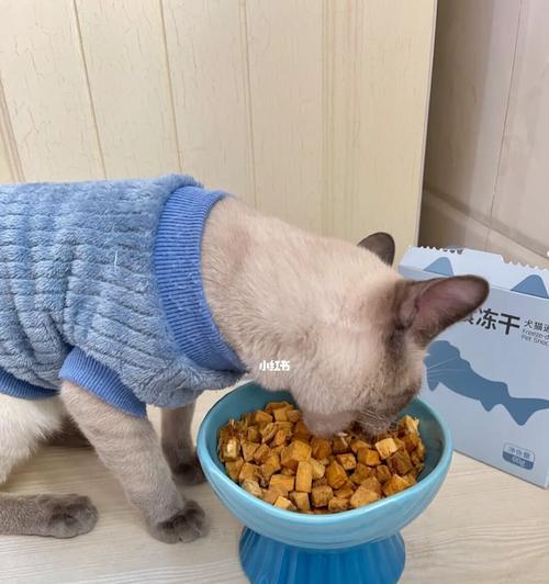 猫咪能吃小零食吗（揭开宠物饮食的真相）