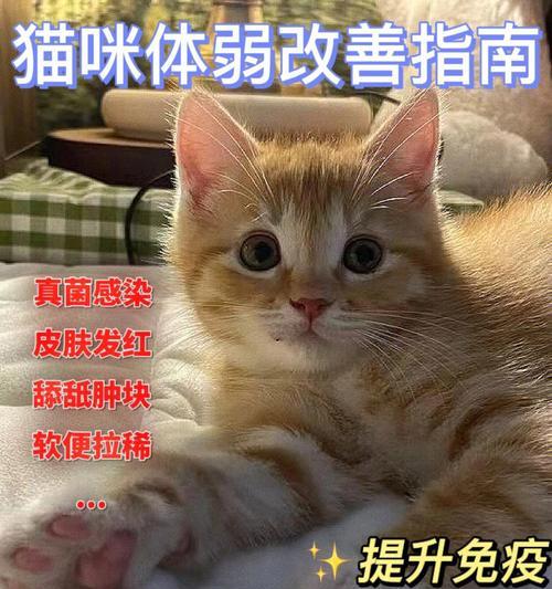 揭秘猫咪尿路感染症状，让宠物远离痛苦（猫咪尿路感染常见症状）