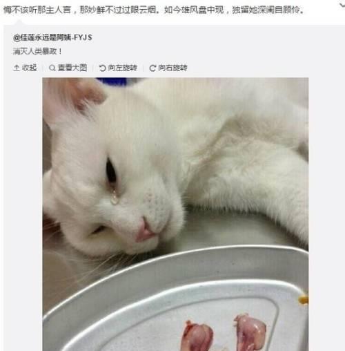 猫咪乳腺肿瘤破了，如何应对（宠物爱好者必读）