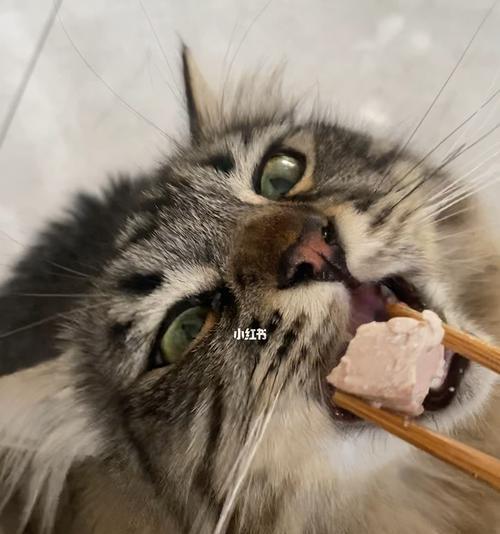 猫咪可以吃猪肉吗（探讨猫咪食用猪肉的可行性及注意事项）