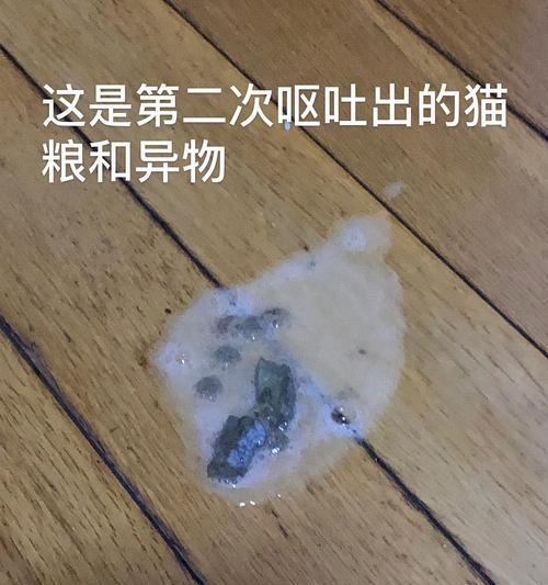 如何应对宠物猫咪受凉吐黄水的情况（教你正确的护理方法和急救措施）