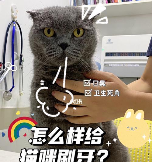 宠物猫咪刷牙，何时才算刷够了（掌握刷牙时间）