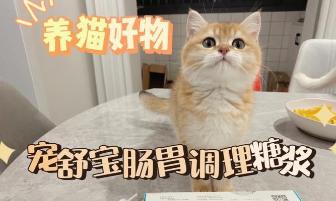 如何巧妙地给宠物猫咪喂药片（以猫咪喂药片怎么喂）