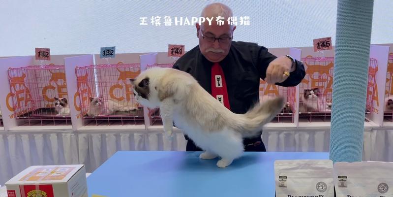 参加CFA猫咪比赛，让你的猫咪成为明星（报名参加CFA猫咪比赛的注意事项和技巧）