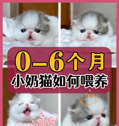 不喂奶小猫怎么喂养（解救无奶小猫的喂养方法）