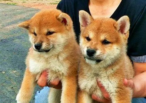 如何合理控制三个半月大的柴犬的饮食（从体重控制、饮食搭配到饮食习惯）