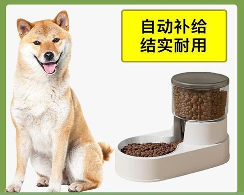 如何让你的柴犬克服厌食问题（探讨柴犬厌食原因及解决方法）