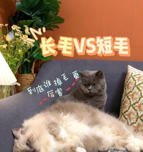 长毛猫掉毛的原因及补救方法