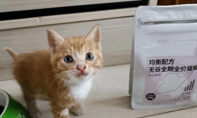 探究小猫饮食习惯，科学搭配健康饮食（探究小猫饮食习惯）