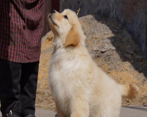 如何出售优质金毛幼犬（创造愉悦的交易体验）