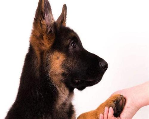 以德牧犬饮食指南（科学喂养）