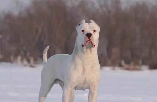 从杜高犬的特点出发，为宠物取一个完美的名字（探寻杜高犬的性格特征）