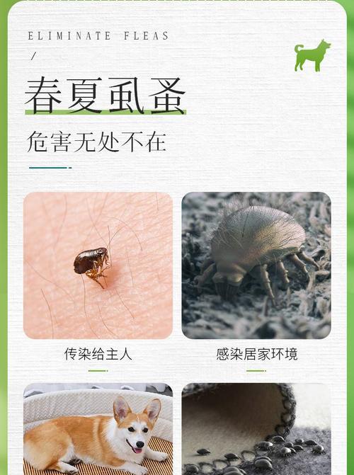 如何有效清除房间的狗虱子（从宠物、环境、清洁等方面入手）