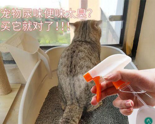 如何照顾刚生产的小猫（从喂养到日常护理）