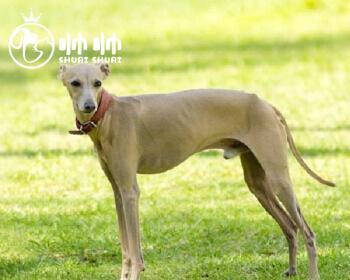 如何给格力幼犬提供最好的饮食（营养均衡的饮食计划让宠物更健康）