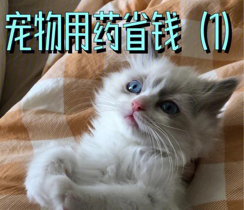 甲硝唑在猫咪治疗中的使用（掌握甲硝唑用量）