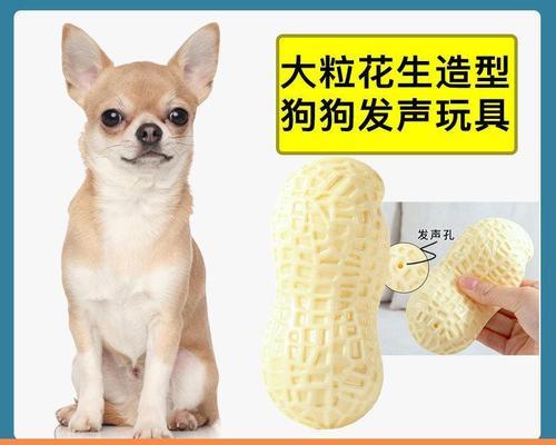 狗狗老了吃什么吐什么？如何调整老年犬的饮食？