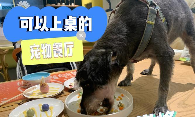 狗狗能吃人类什么食物？安全食品清单有哪些？