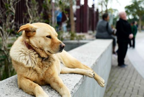 狗狗为什么对主人发出奇怪的声音？如何理解狗狗的这些行为？